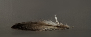 feather 7x1