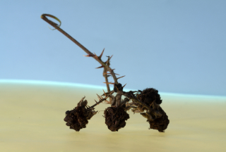 twig fruit 4x4