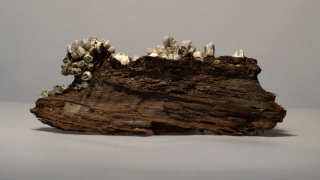 bark shells 9,5x3,5