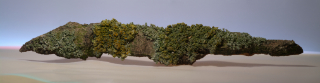 branch lichen 12x3