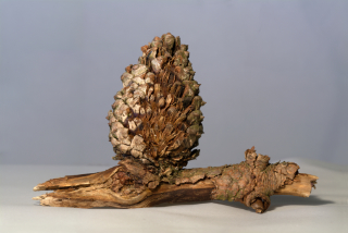 branch cone 9x6