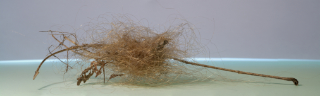 twig hair 13x3,5