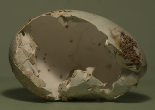 eggshell 6x4