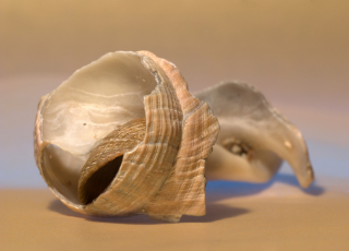 mollusc shell 5x3