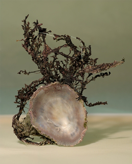shell seaweed 7x8