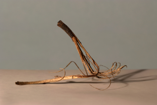 twig 5,5x5,5