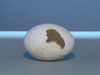 eggshell 4x3