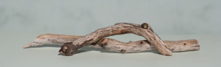 twigs 11,5x2