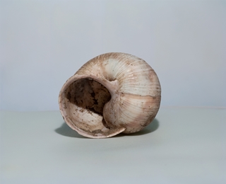 mollusc shell 5x4