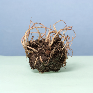 mud roots 6x5