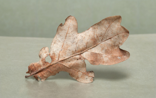 leaf 9x6