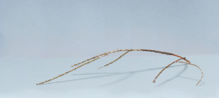 twig 17x3