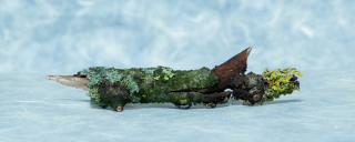 branch lichen 11x2