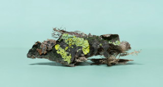 bark lichen 7x2,5