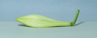 flower bud 14x3