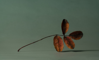 twig leaves 12x6