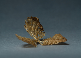 leaf 2x1