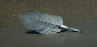 feather 7x3