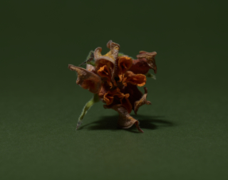 flower 1x1