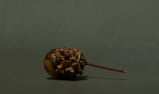 nut gall 4,5x2