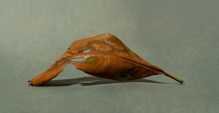 leaf 10x3