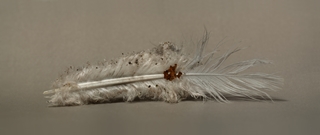 feather 6,5x1,5