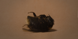 insect 2,5x1,5