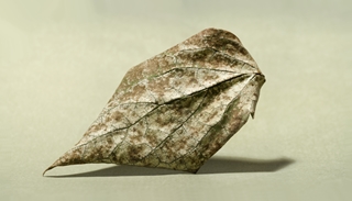 leaf 8x5,5