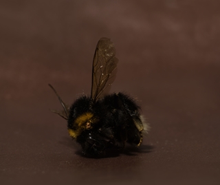 insect 3x3