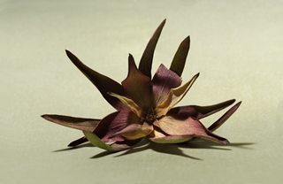 sepal 9,5x5,5
