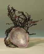 shell seaweed 7x8|30x37@1632x2024